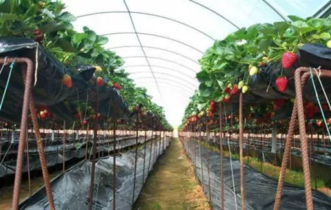 Sistemas hidropónicos al rescate de los productores en Honduras