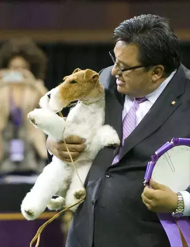 "Sky",un fox terrier de pelo duro, vence en el longevo concurso Westminster