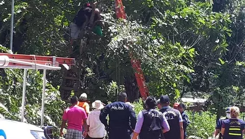Agricultor muere electrocutado mientras cortaba un árbol en Soná