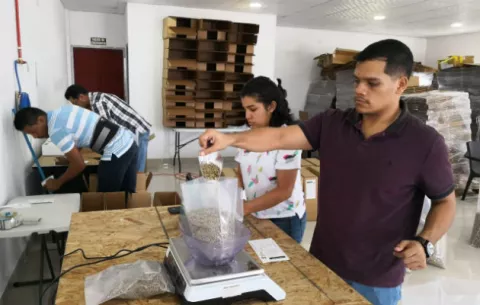 Inicia entrega de café Geisha y Pacamara para la subasta internacional en Chiriquí