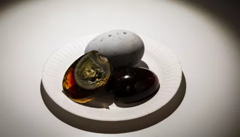 ¡Insólito! Abren un museo de comidas repugnantes en Malmo, Suecia