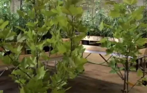 Plantan un clon del árbol de Hipócrates, padre de la medicina