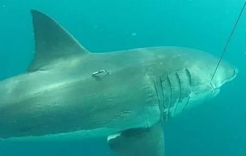 Localizan en Australia el tiburón blanco más grande de sus costas