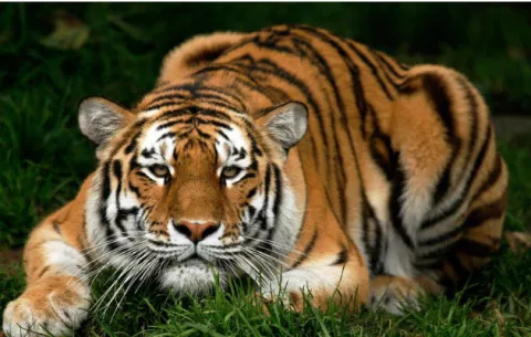 Tigres y rinocerontes preciados como símbolo de ostentación de riqueza