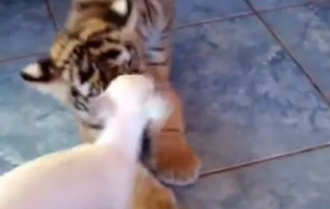 Como perros y gatos