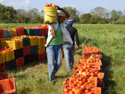 Tomate tico de contrabando se toma el mercado