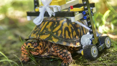 Tortuga terrestre con el caparazón roto se mueve en una silla de ruedas de Lego