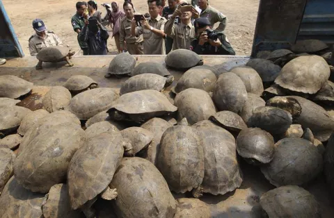 Decomisan cargamento de 102 tortugas y 17 serpientes pitón