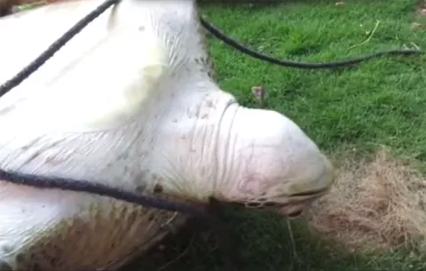 Turista salva a tortugas marinas de un futuro como "plato especial"