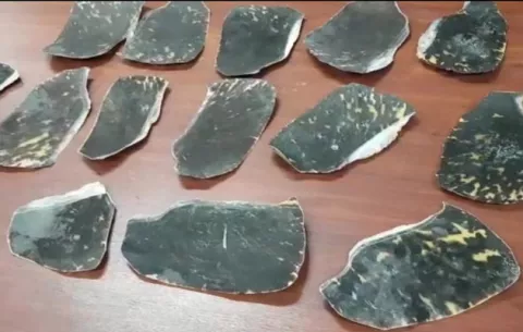 Decomisan 15 piezas de tortuga carey a un ciudadano costarricense en Paso Canoas