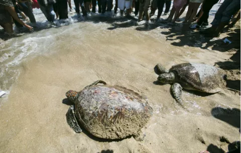 Liberan en Nicaragua a 362 tortugas marinas en peligro de extinción