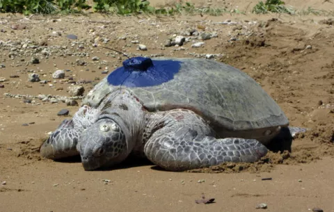 Las tortugas pueden nadar más de cien kilómetros para regresar a casa