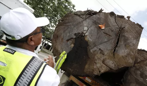 MiAmbiente relanza la trazabilidad forestal para ampliarla a todo el país