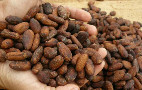Chocolate panameño en la lista de los mejores 