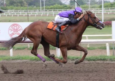 Confirman a José Lezcano para montar al caballo panameño Turpin Time en el Caribe