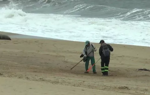 Se investiga la muerte de 80 lobos marinos en una costa de Uruguay