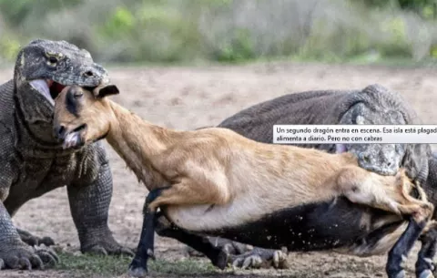 Horror: Dos dragones de Komodo cazan una cabra