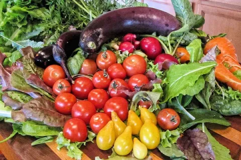 Taller gratuito sobre cómo hacer un huerto casero