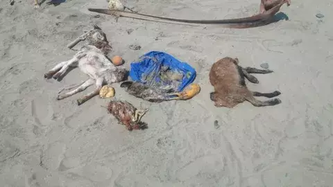 Realizan rituales satánicos en una concurrida playa de Mariato