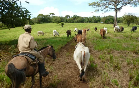 Veterinarios advierten paralización de mataderos y plantas procesadoras por huelga 
