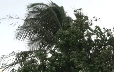 Varias regiones de Chiriquí fueron afectadas por fuertes ráfagas de viento