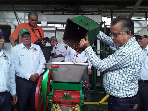 Inicia la zafra cafetera en la provincia de Chiriquí