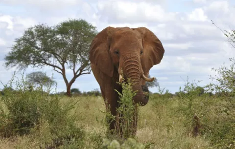 Turista alemana muere a pisotones por un elefante en Zimbabue 