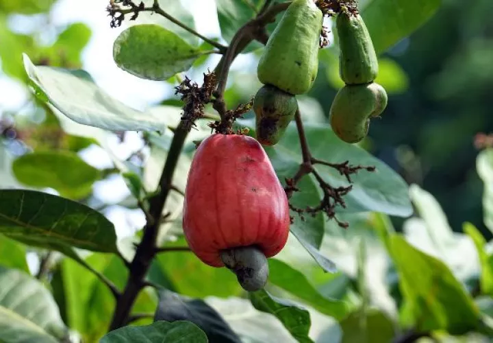 El arte de asar pepitas de marañón 