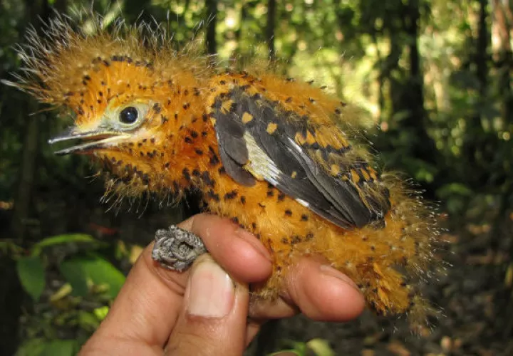 El pájaro cambia el color de sus plumas. Foto/ EFE