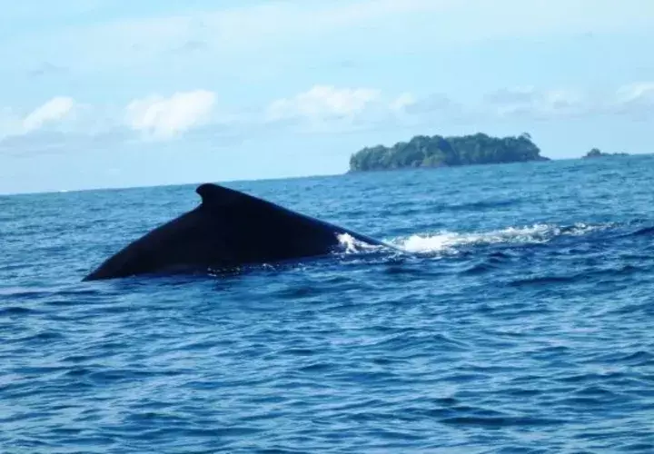 Coiba, un buen lugar para el avistamiento de cetáceos 