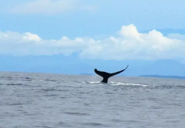 Coiba, un buen lugar para el avistamiento de cetáceos 