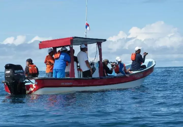 Coiba, un buen lugar para el avistamiento de cetáceos 