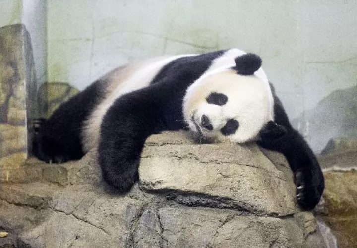 Mei Xiang es mamá 
