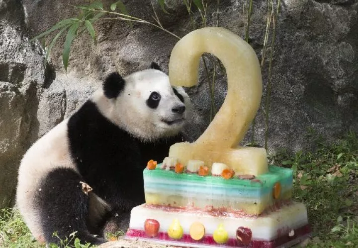 Mei Xiang es mamá 