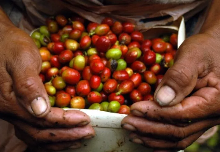 Boquete huele a café recién hecho y a comida sabrosa 