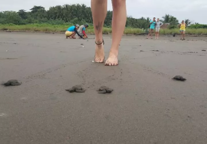 Liberación de tortugas bebés, una experiencia de película 