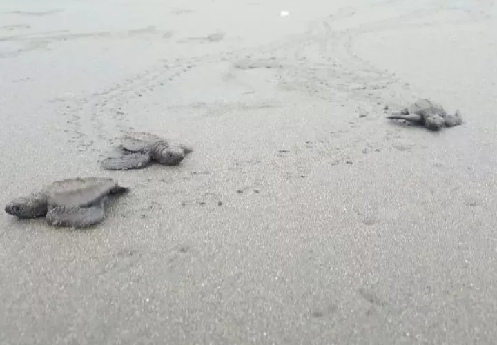 Liberación de tortugas bebés, una experiencia de película 