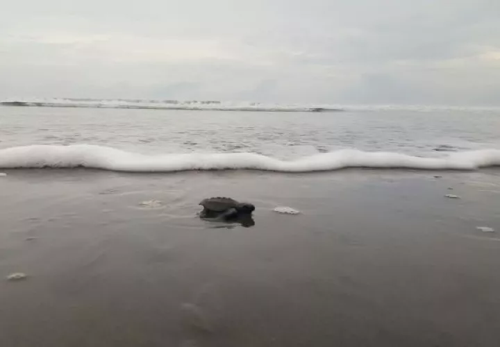 Liberación de tortugas bebés, una experiencia de película 