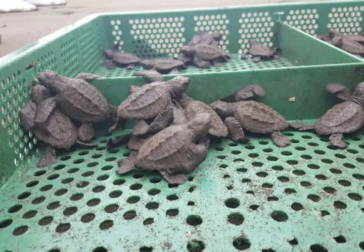 Liberación de tortugas bebés, una experiencia de película 