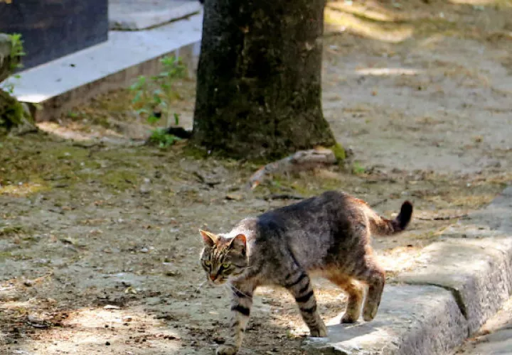 Hay cerca de 20 millones de gatos no domesticados. Foto AP