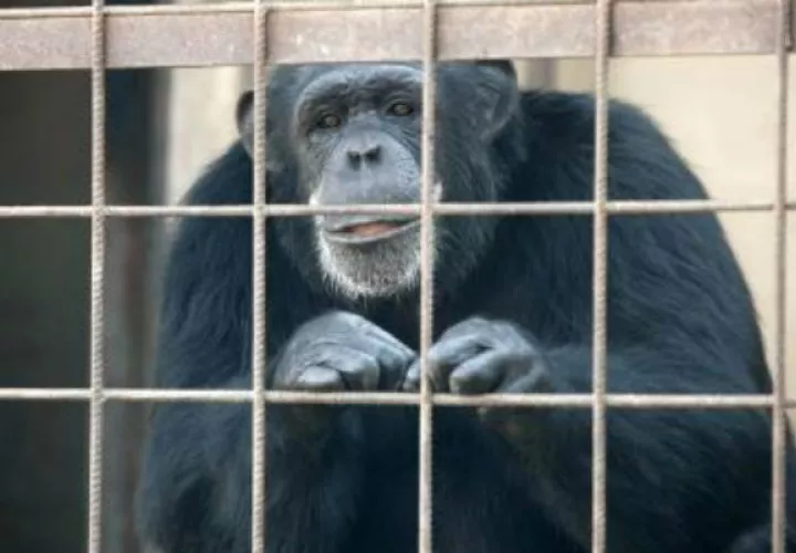Es la mascota de la familia. Foto EFE/ Ilustrativa