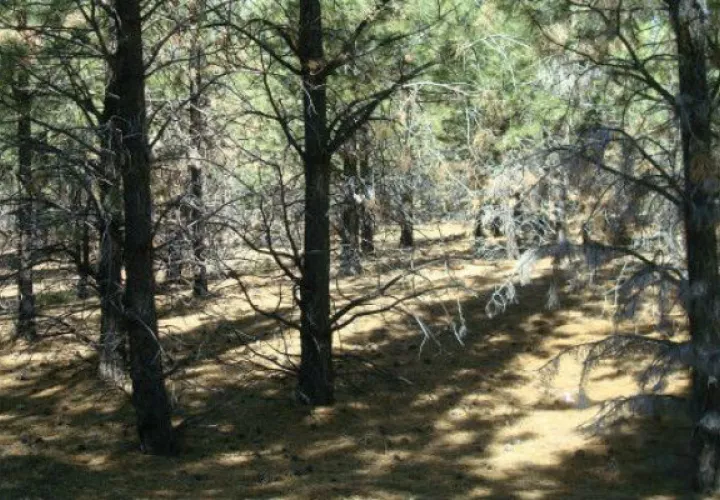 En la Patagonia argentina se han reforestado cerca de 70.000 hectáreas. Foto/ Amy Austin