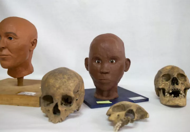 Diferentes cráneos encontrados. Foto/ AP