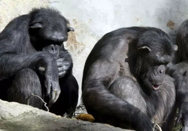 Se redujo el uso de primates para investigación médica. Foto/ EFE