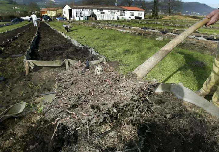 Un operario remueve estiércol en una granja. Foto/ EFE