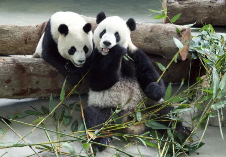 El panda está en peligro de extinción. Foto/ EFE