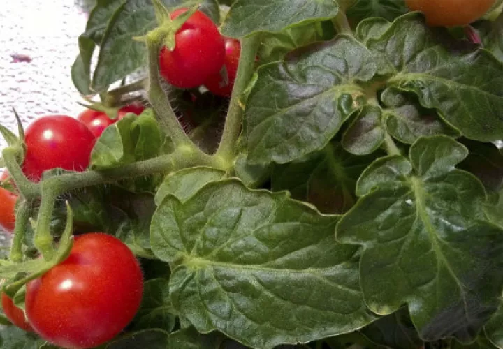 Tomates cultivados en un invernadero. Foto/ EFE