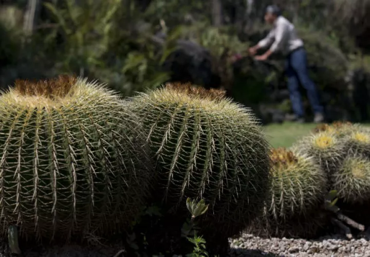 Algunas especies están en peligro de extinción. Foto/ AP