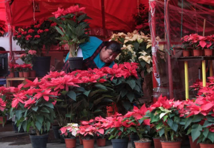 Vendedora de Nochebuenas en la Ciudad de México. Foto/ EFE