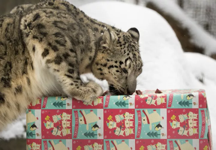Abre su regalo. Foto/ AP